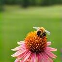 En bi på en vildblomst ved siden af en fairway.
